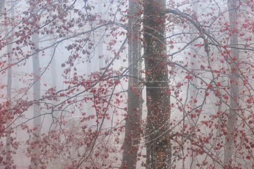The Blood Sustains Life depicts a majestic copper beech in the mist.