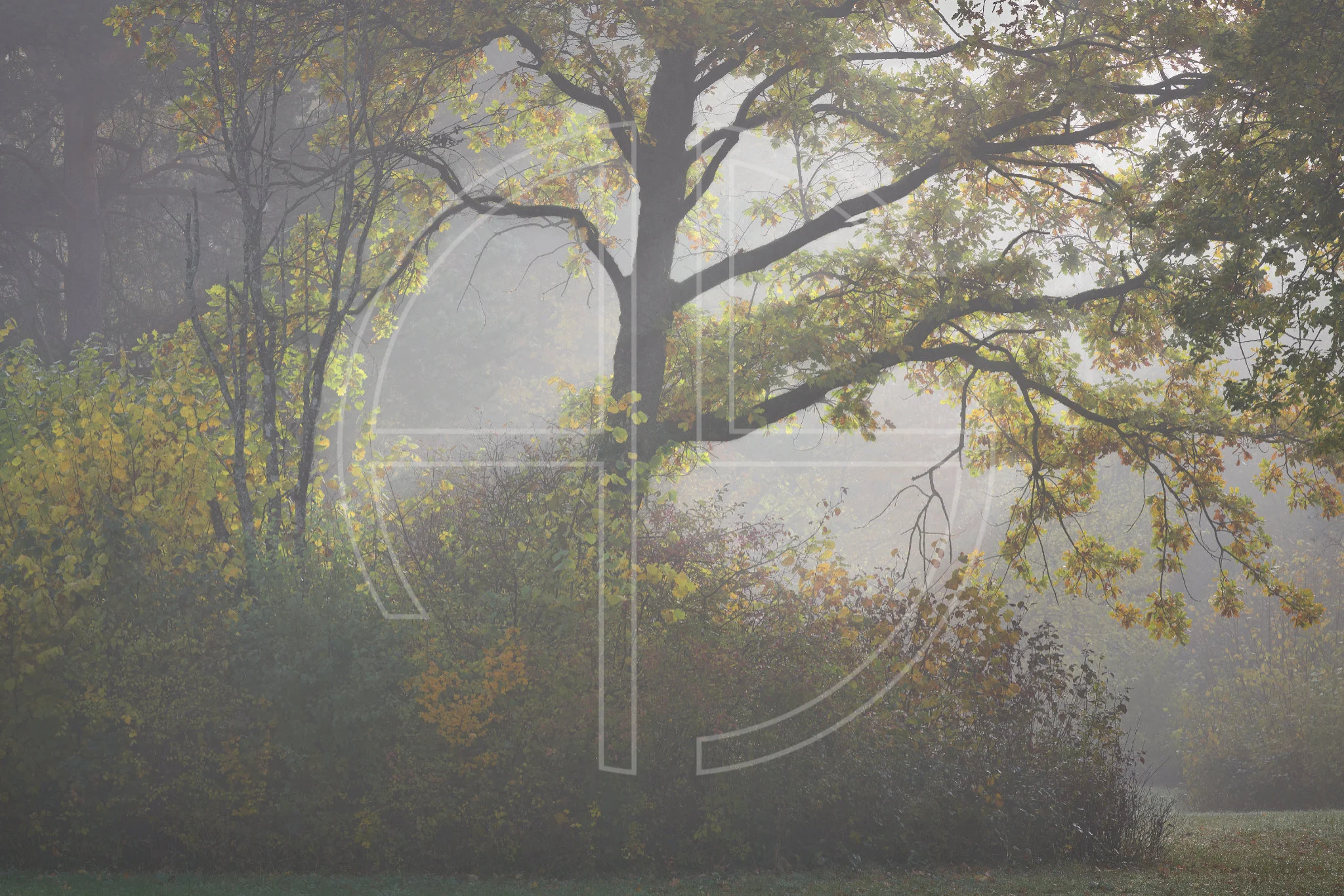 The End Brings Relief depicts a sunlit grove of trees.