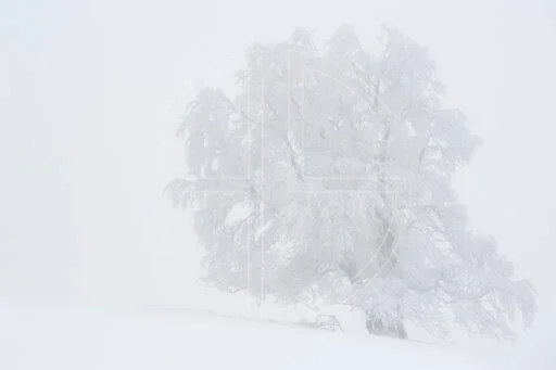 A Grey Dream depicts a large tree in dense fog in a winter landscape.
