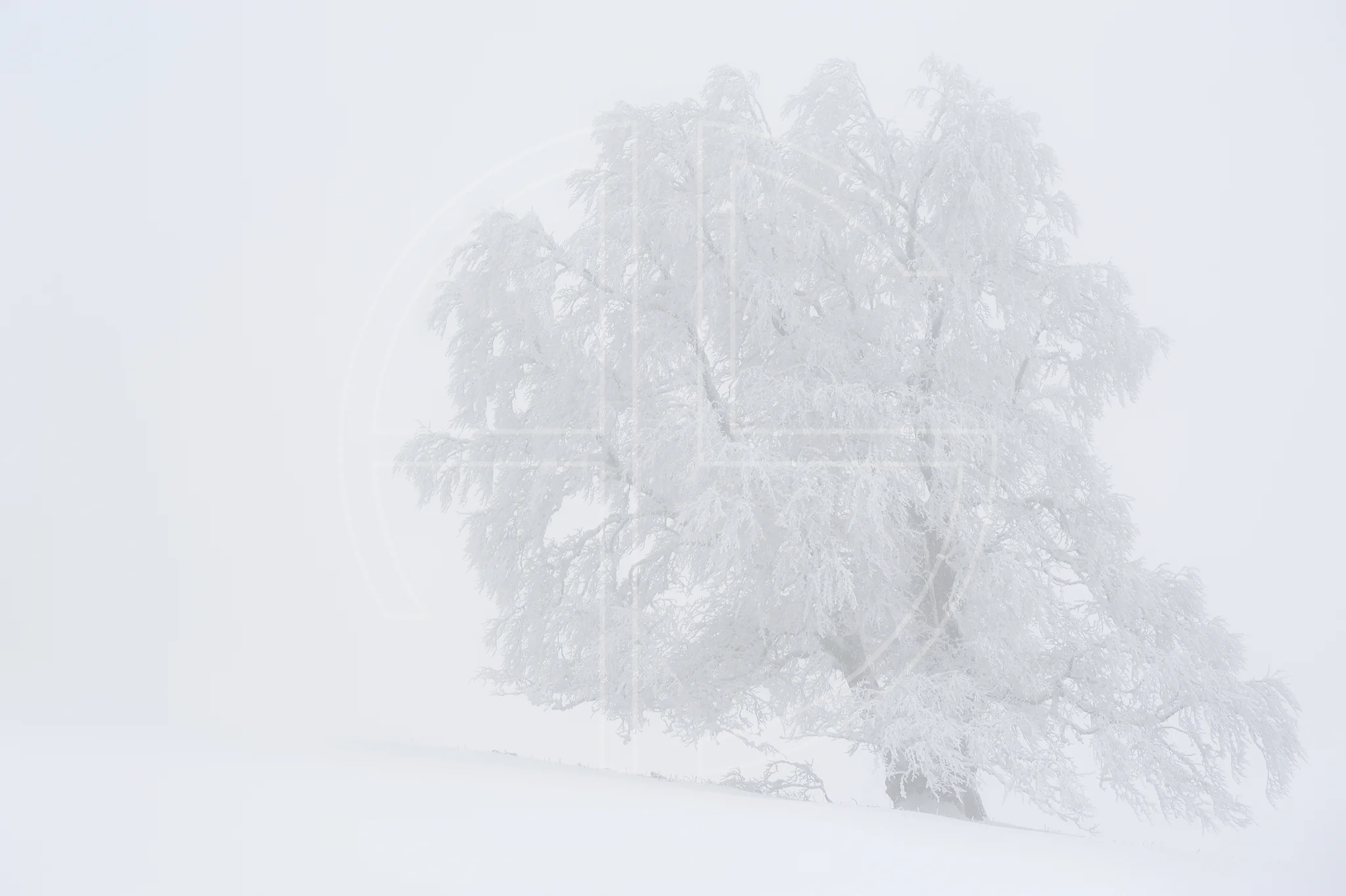 A Grey Dream A lone tree in dense fog.