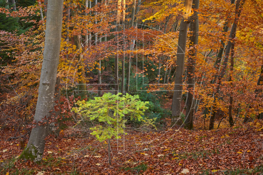 Autumn forest in orange.