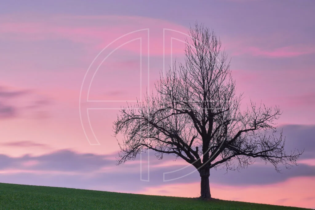 Above The Beyond depicts a tree at dusk under a pink sky.