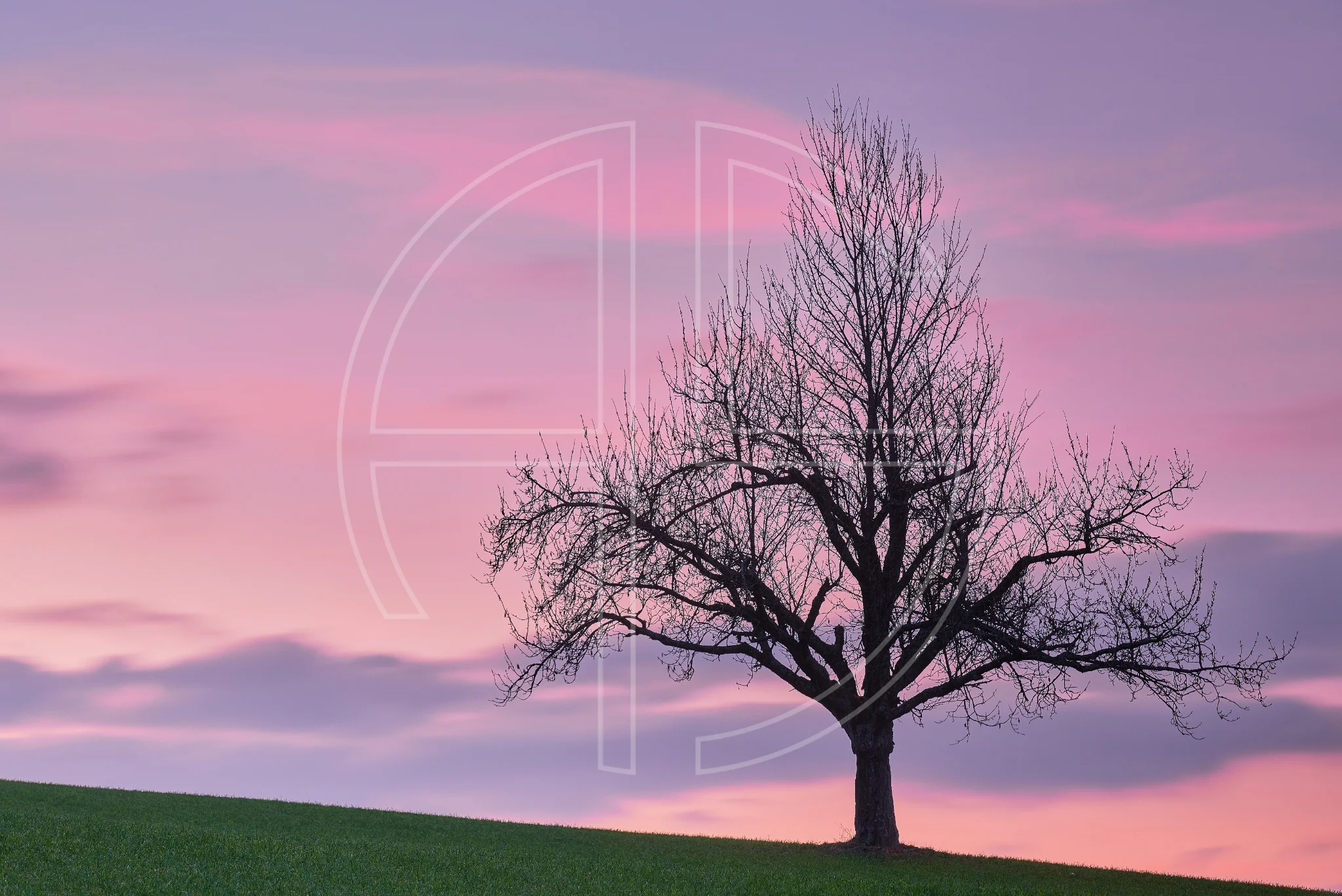 Above The Beyond depicts a tree at dusk under a pink sky.