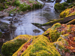 Sunlight shines on a rock in the foreground. The background shows a creek.