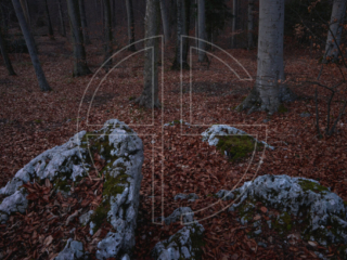 Dark forest with stones after sunset.