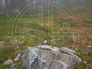 A UFO hidden in the woods on a foggy morning.
