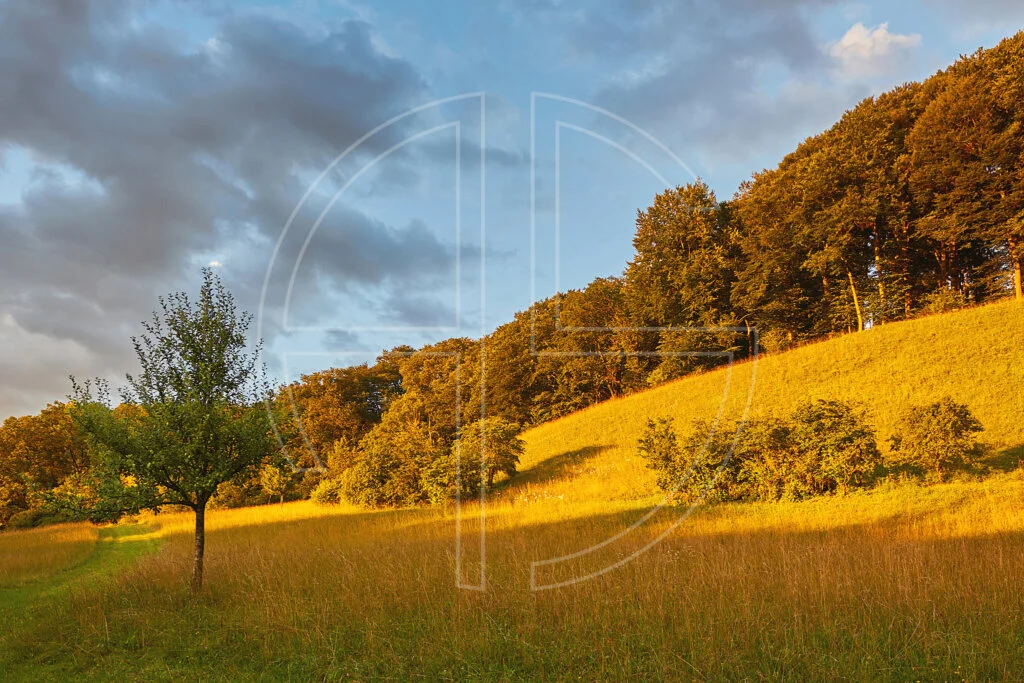 Golden lit meadow with a small apple tree.