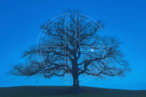 Ancient Oak And Moon depicts a majestic oak tree under the moon.