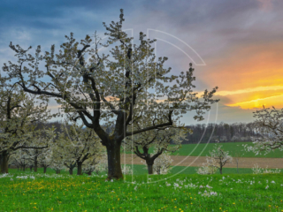 Cherry trees in full bloom at sunset.