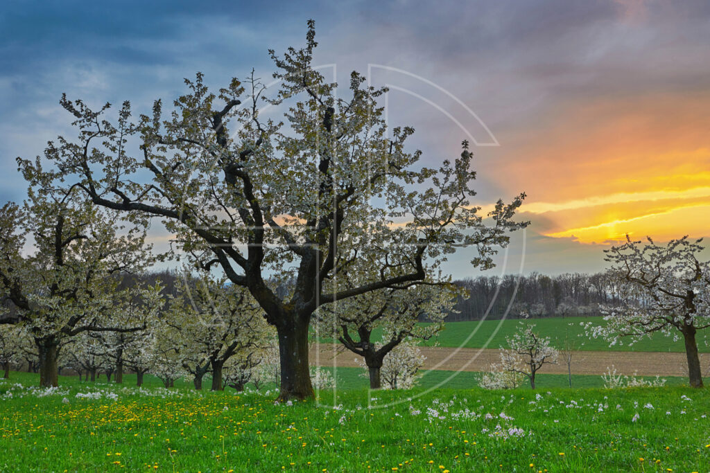 Cherry trees in full bloom at sunset.
