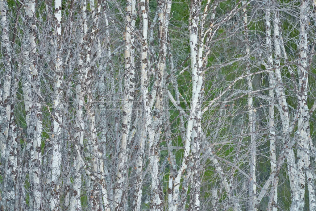 White trunks of birches and a green background.