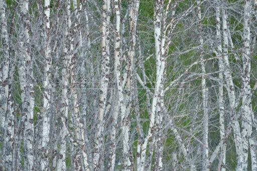 Another Realm depicts a grove of birch trees up-close.