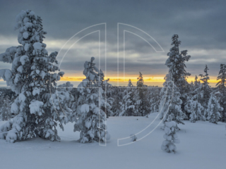 Grey and dark winter landscape with fir trees.