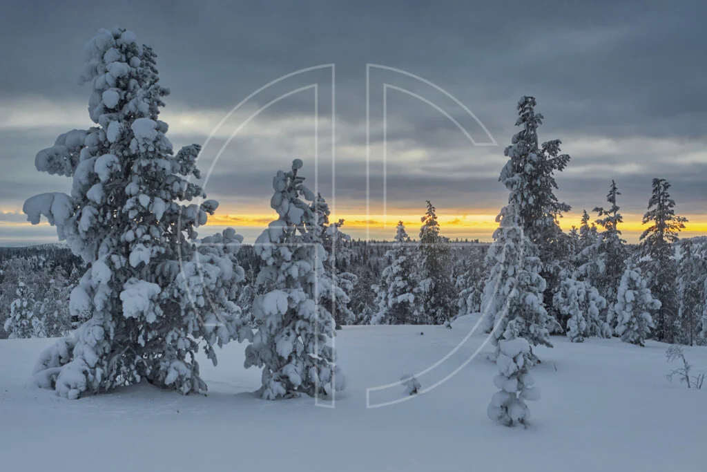 Grey and dark winter landscape with fir trees.