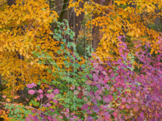 An autumnal forest in gold, green and violet.