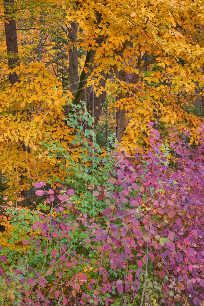 An autumnal forest in gold, green and violet.