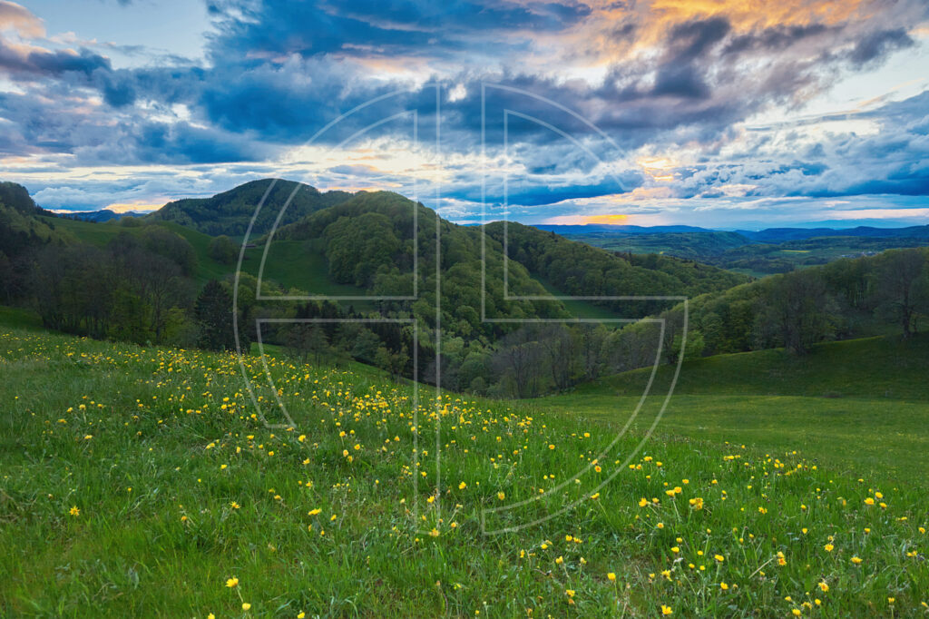 A meadow with yellow flowers, and a dramatic sky at sunset.