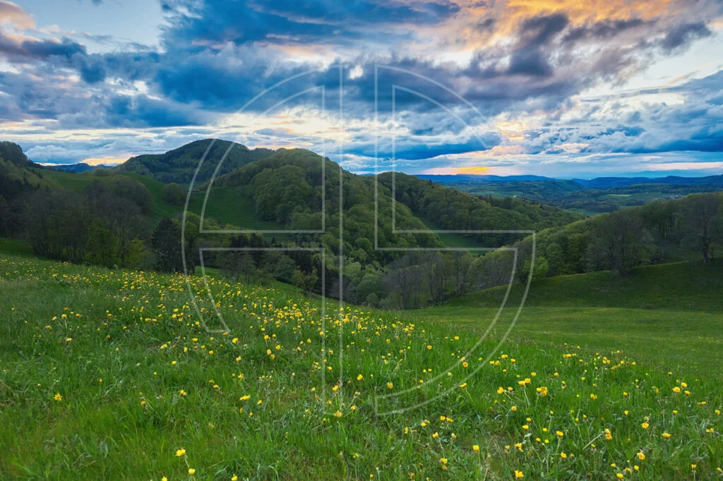 A meadow with yellow flowers, and a dramatic sky at sunset.