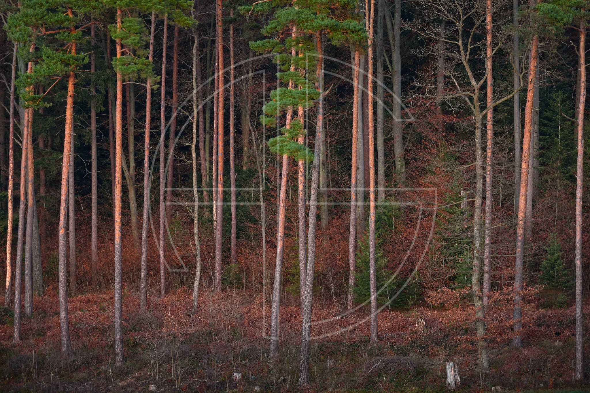 Baslerholz depicts a forest of slim trees illuminated by the setting sun.