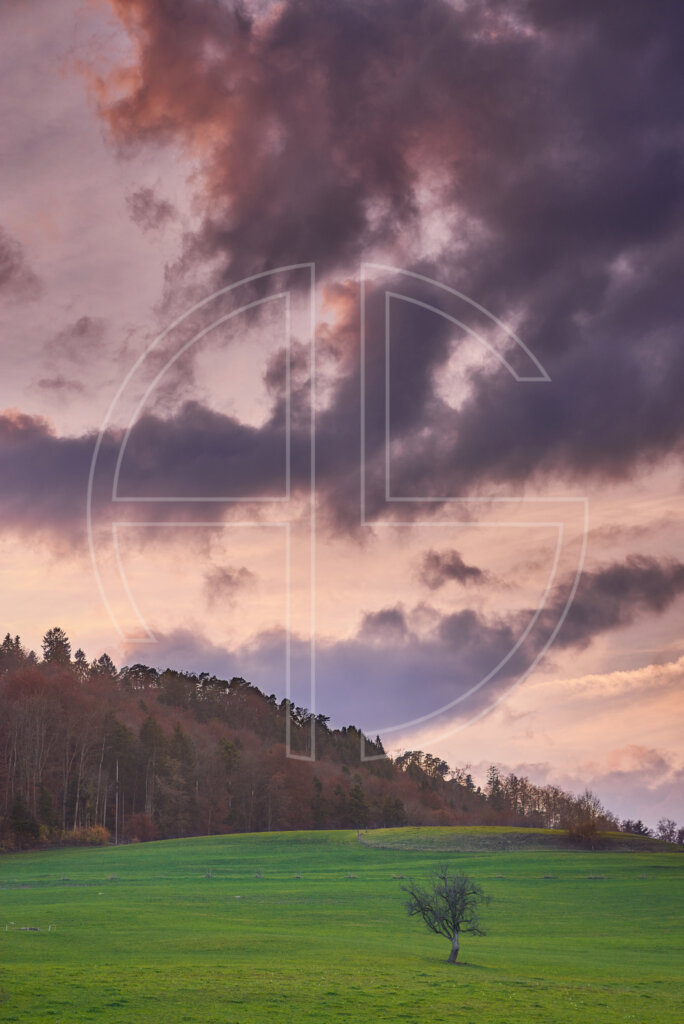 A lone tree in a meadow at dusk.