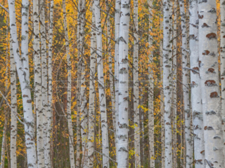 Birches With A Touch Of Gold A group of birch trees with golden leaves.