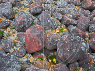 Blood Stones Red scattered stones.