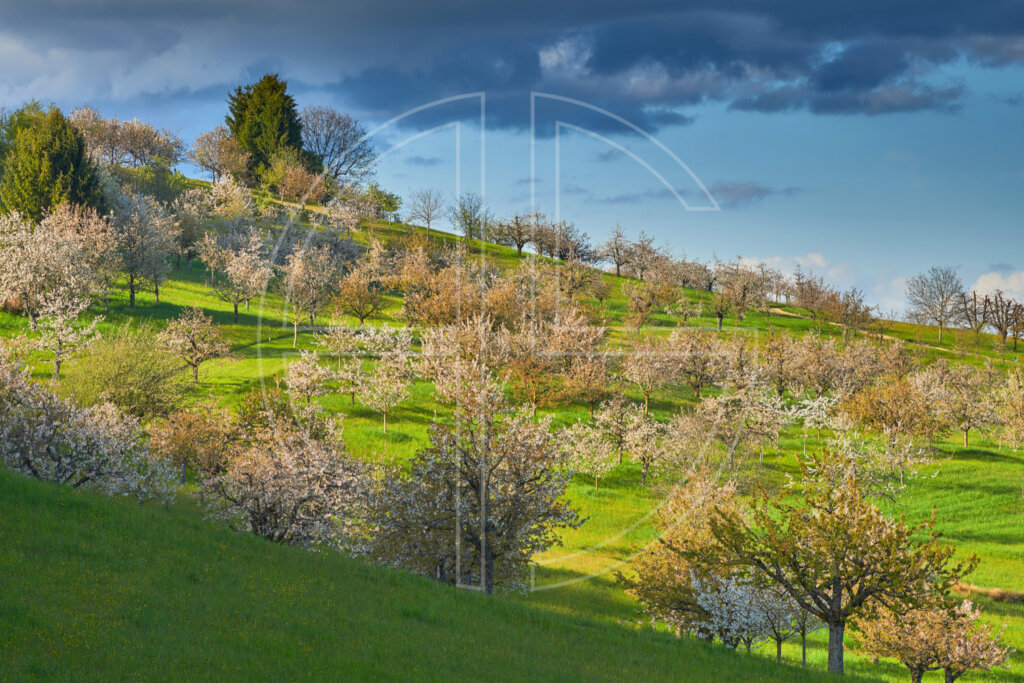 Bloom Not Doom depicts blooming fruit trees in glorious evening light.