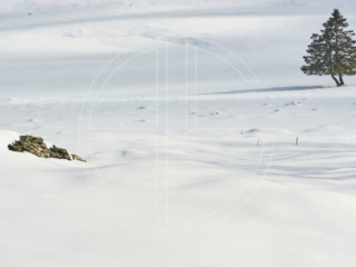 Sunlit winter landscape with a stone and a fir tree.