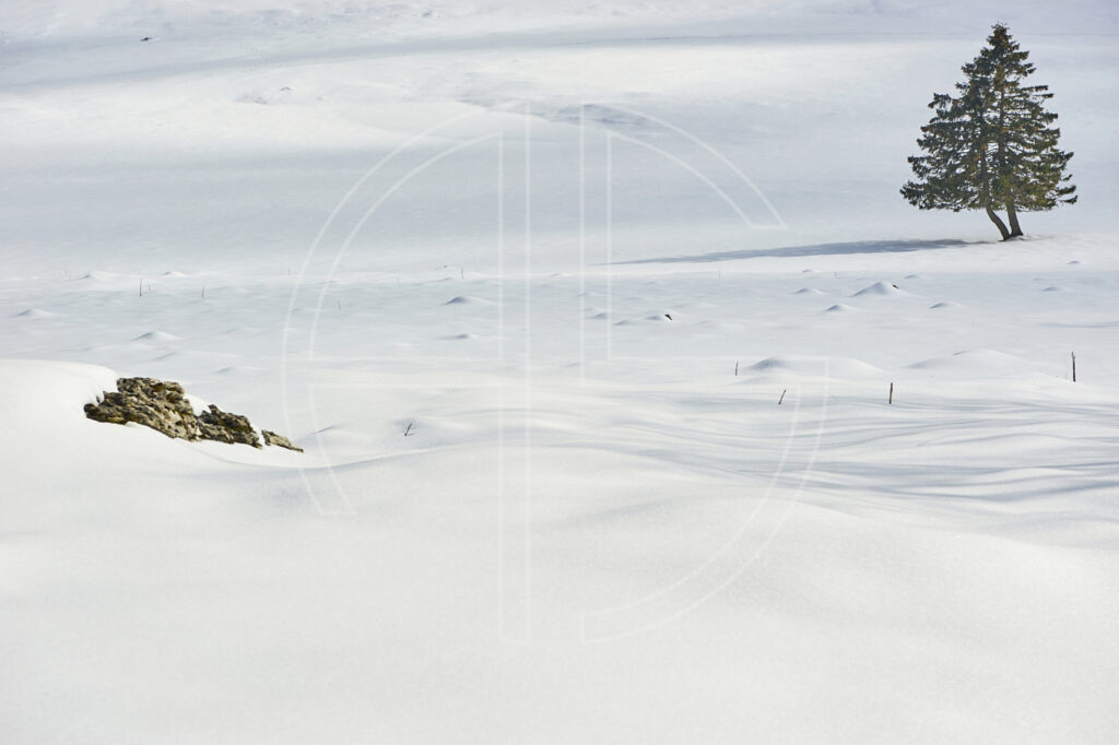 Sunlit winter landscape with a stone and a fir tree.