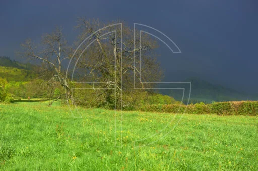 Dark Threatening Sky depicts a meadow in bright sunlight. And above an ominous sky.