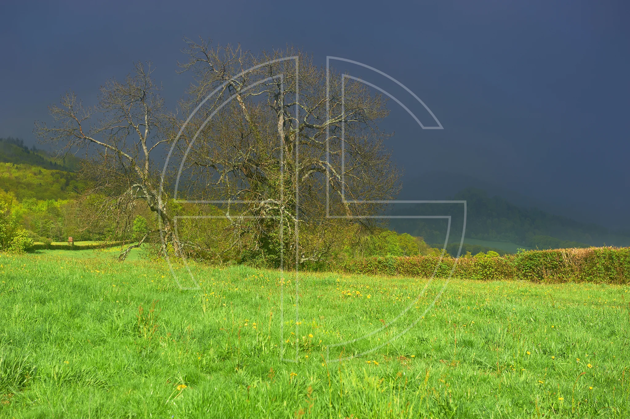 Dark Threatening Sky depicts a meadow in bright sunlight. And above an ominous sky.