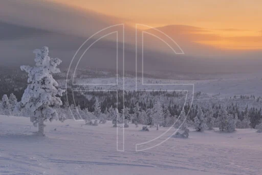 Deep Cold depicts frozen trees in a winter landscape.
