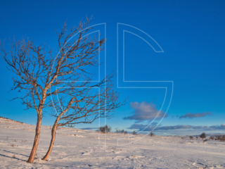 Two trees illuminated by the evening sun in a winter landscape.