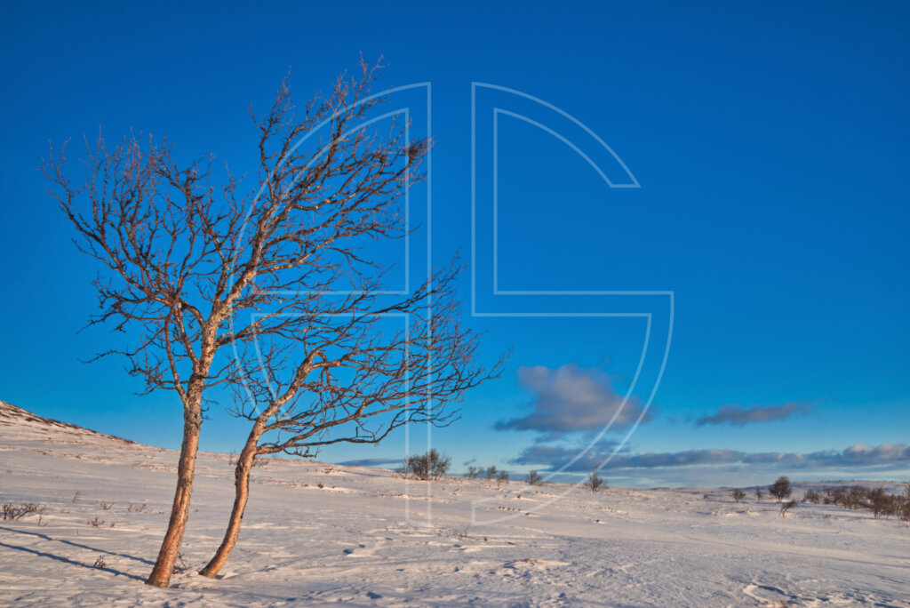 Two trees illuminated by the evening sun in a winter landscape.
