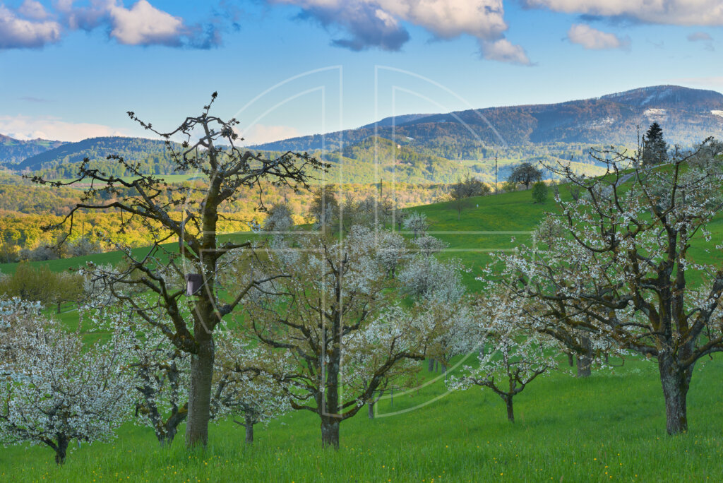 Blooming cherry trees. Hills loom in the background, bathed in sunlight.
