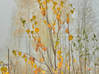 Morning fog and golden trees.
