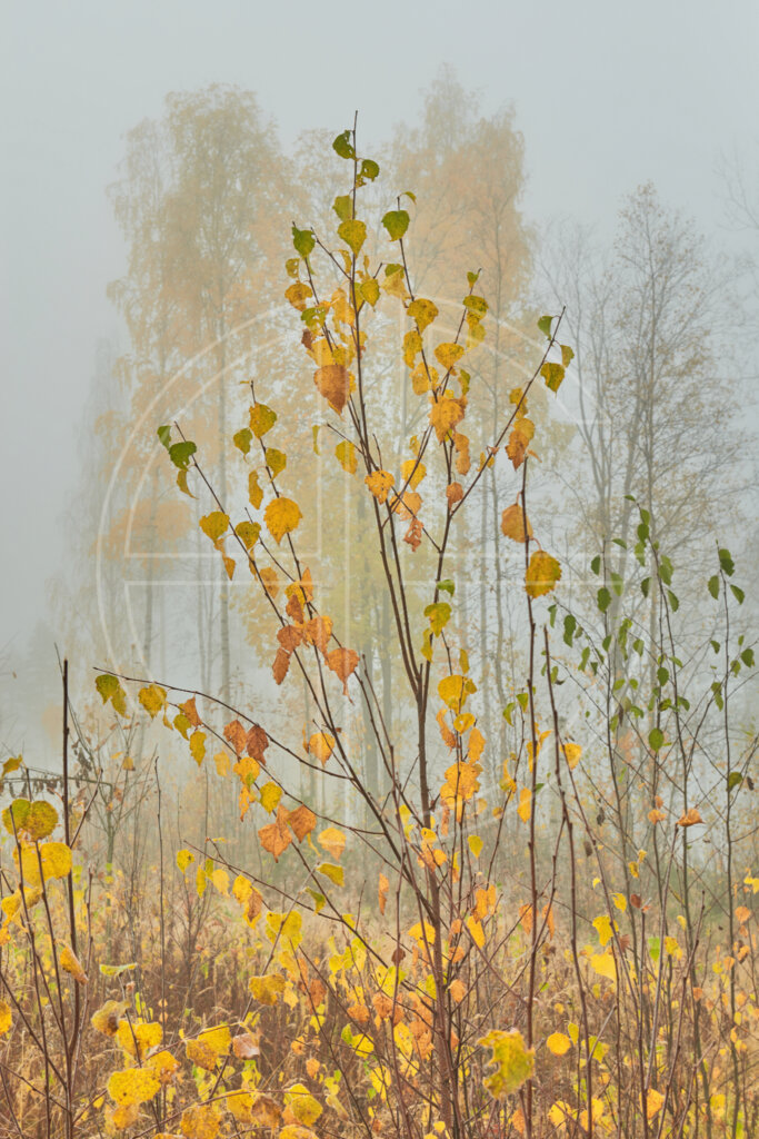 Morning fog and golden trees.