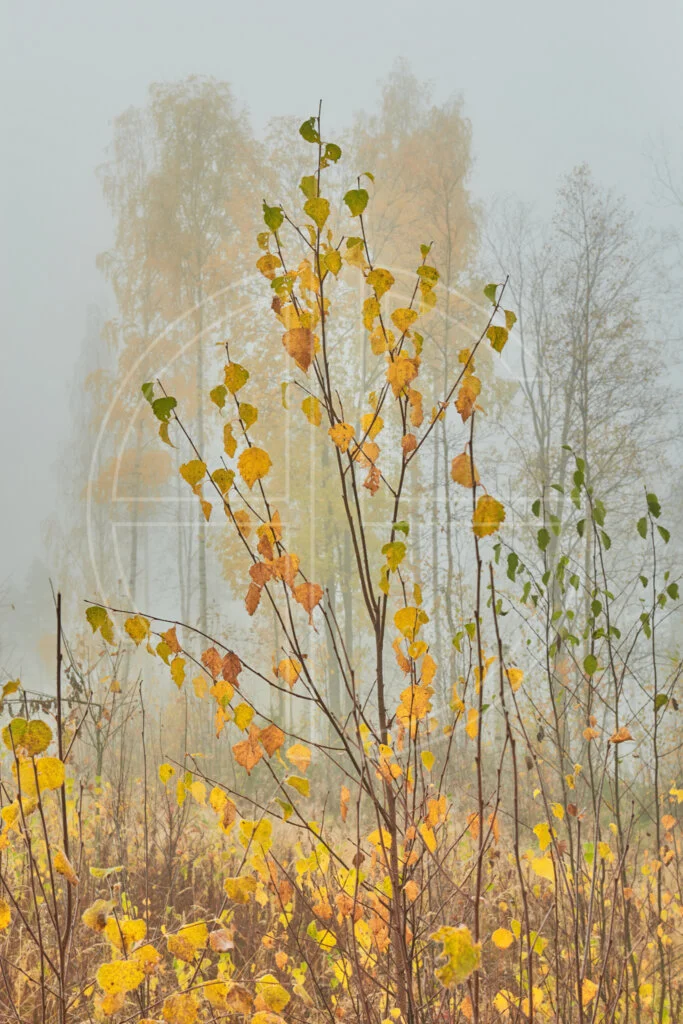 Morning fog and golden trees.