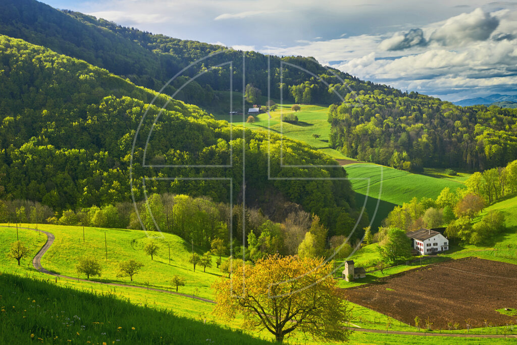 A sunlit, deep green, hilly landscape.