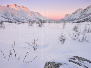 Pink dawn at a fjord in winter.