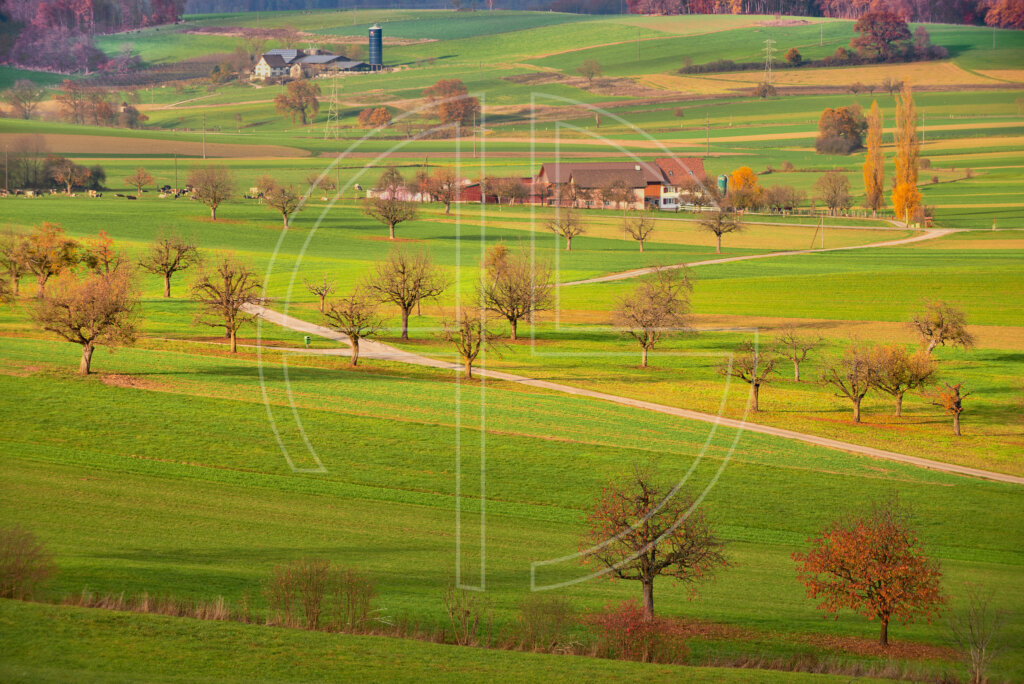 Farmland with farms in soft evening light.