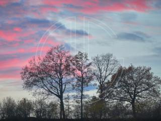 Silhouettes of trees at dusk. The sky glows pink.