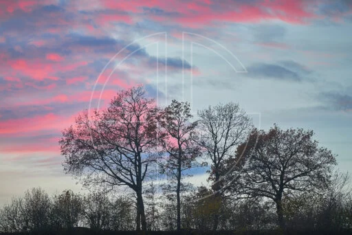 Evening's Soft First Touches depicts a grove of trees at a pink dusk.