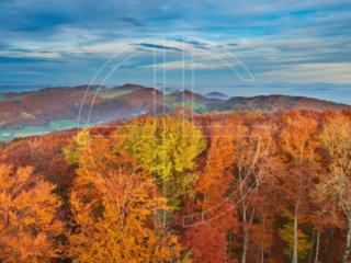 Sunlit colourful forest in autumn from a vantage point.