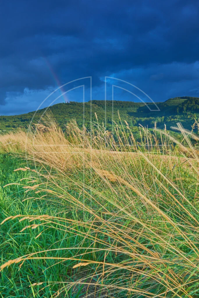 Long, yellow grass lit by the sun. A deep blue sky hosts a faint rainbow.
