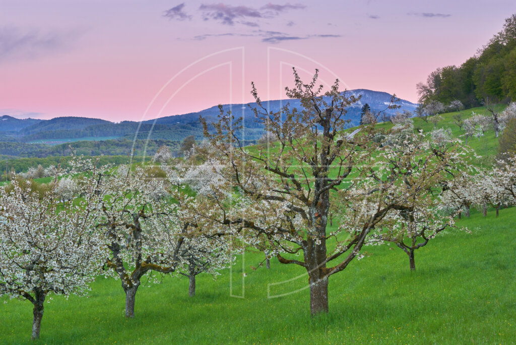 Blooming cherry trees at dusk. The sky shines in a deep pink colour.