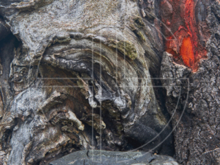 Flesh Wound A tree trunk shows the scars of a lightning strike.