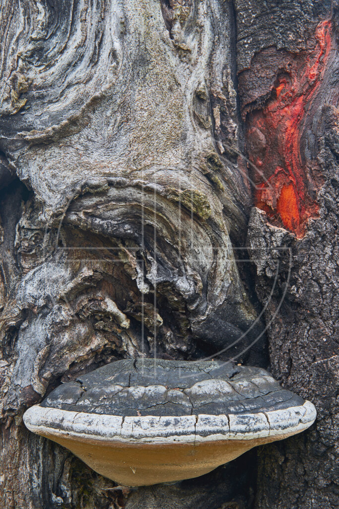A tree trunk shows the scars of a lightning strike.