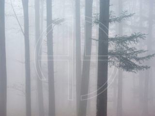 Fog And Forest Thick fog in a forest.