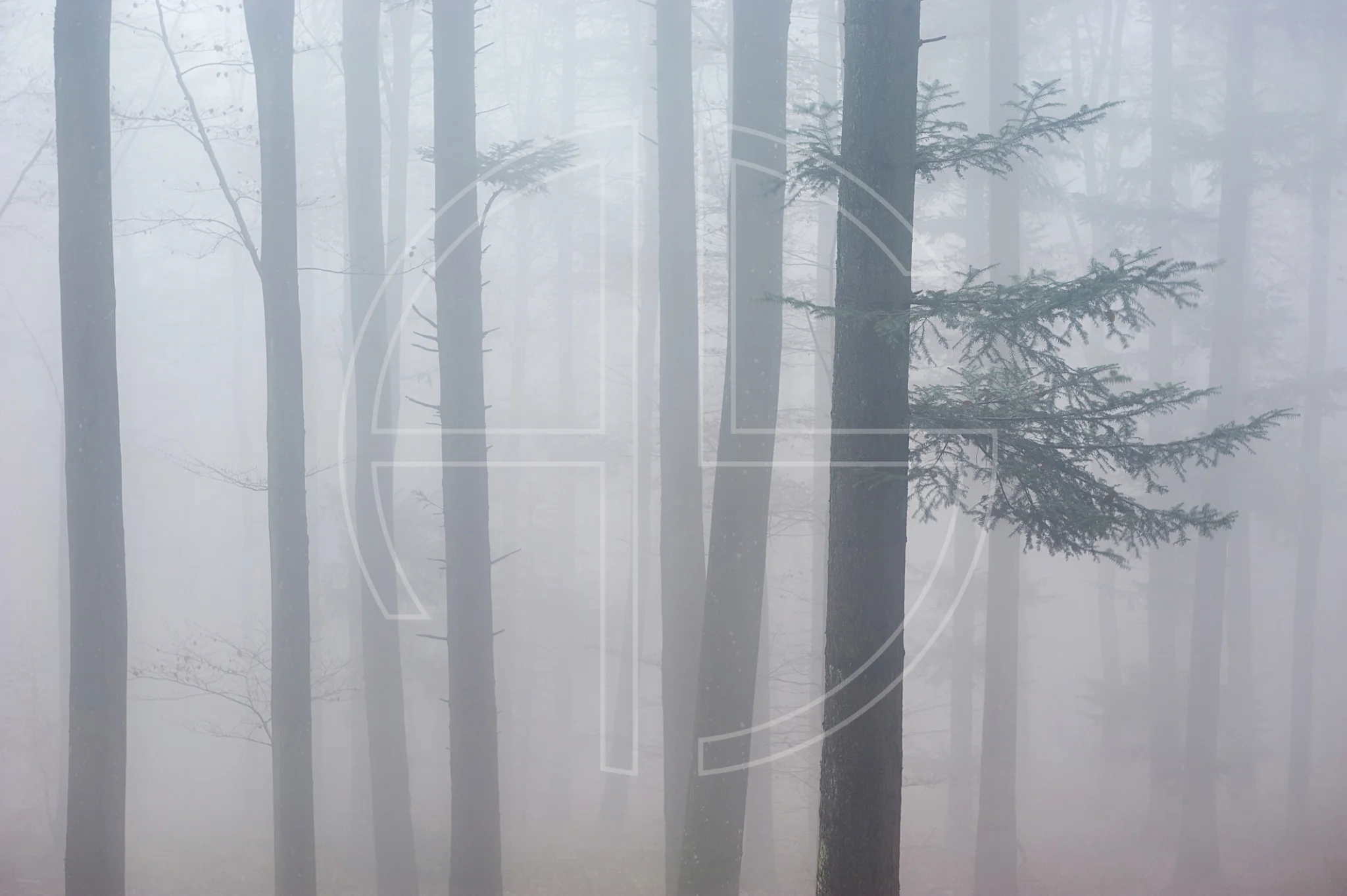 Fog And Forest depicts a forest in dense fog.